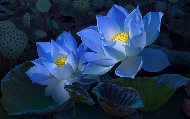 The Beauty of Lotus in Fragrance what is a rare flower perfume That Exudes Luxury