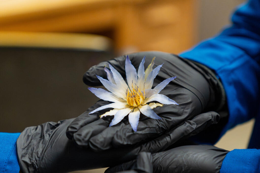 lotus flower scent
