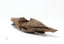 Single Display Grade Piece of Superior Wild Agarwood from Nha Trang Vietnam - theperfumist