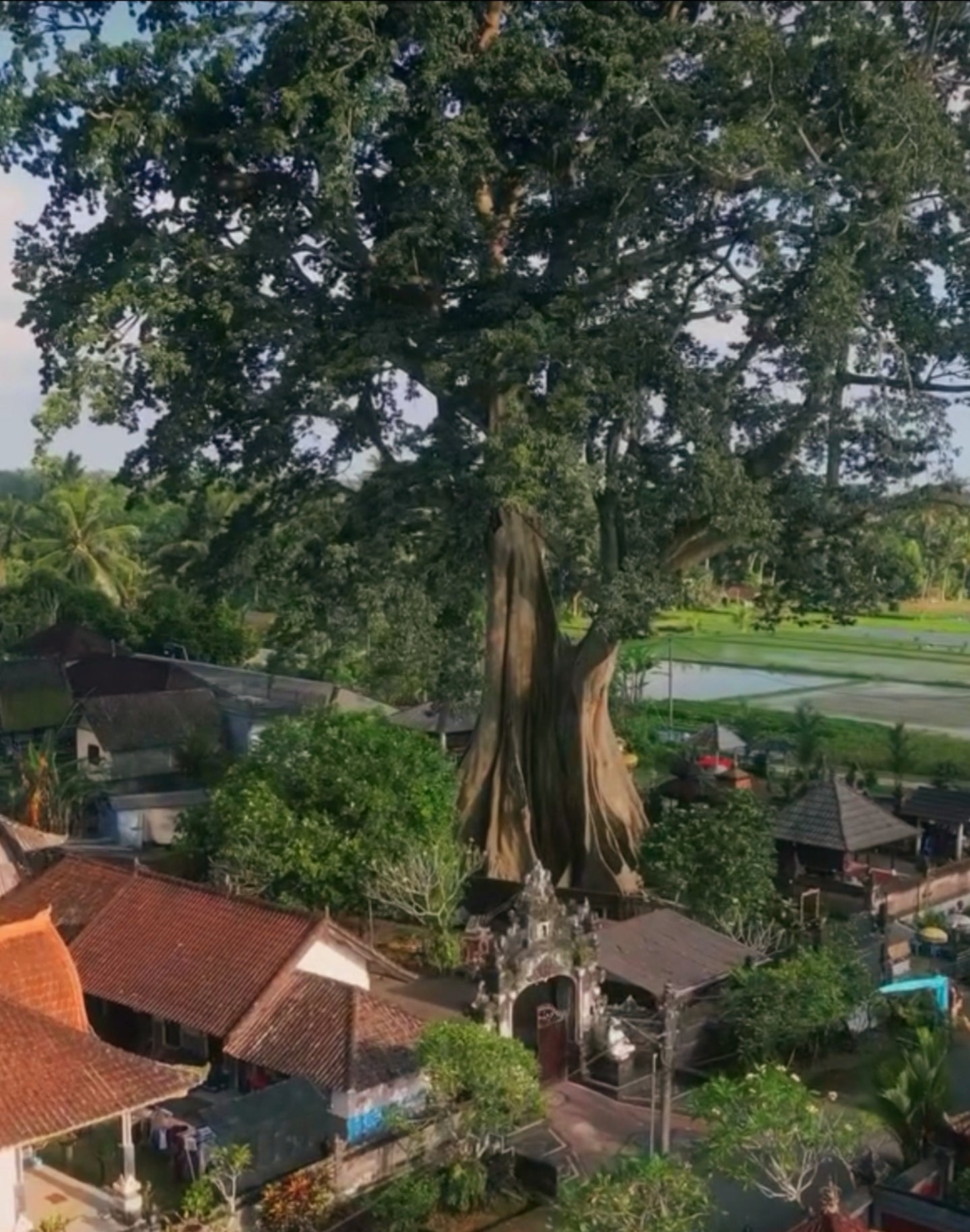 The Immortal - Endurance - Water / Tree Of Life