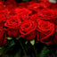 Pure Rose Oil (Unmixed and Undiluted)