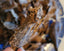 Vietnamese 100% pure natural, super king AAA+ agarwood - theperfumist