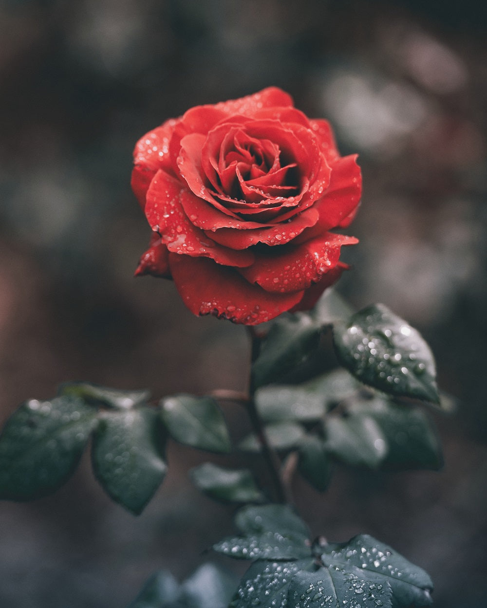 RRR Rose, Rose and more Rose! - theperfumist