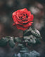 RRR Rose, Rose and more Rose! - theperfumist