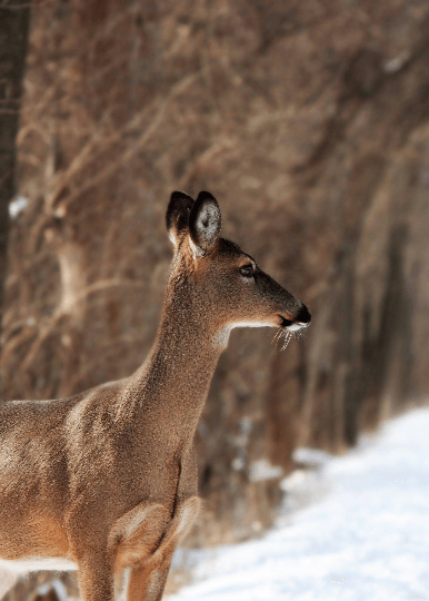 KASTURI - kasturi deer musk / 100% natural 50 years old aged - theperfumist - the house of the perfumist - royal attar