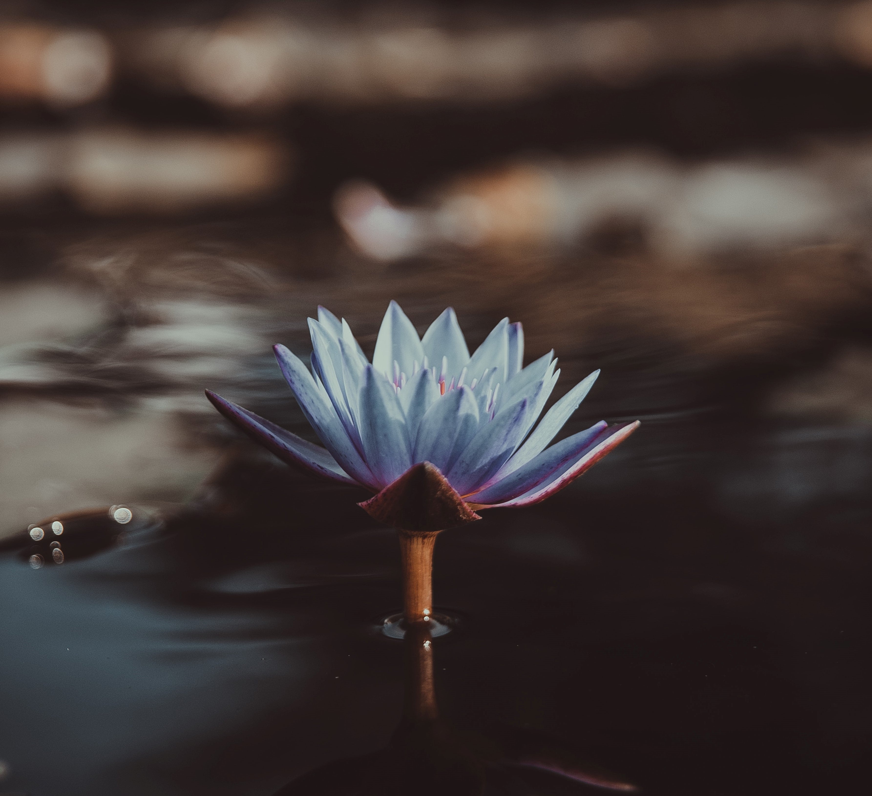 The Magical Blue Lotus Attar - theperfumist
