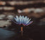 The Magical Blue Lotus Attar - theperfumist