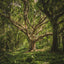 Malaysian triple king wild copper distilled single batch - Second distillation 2022 - theperfumist