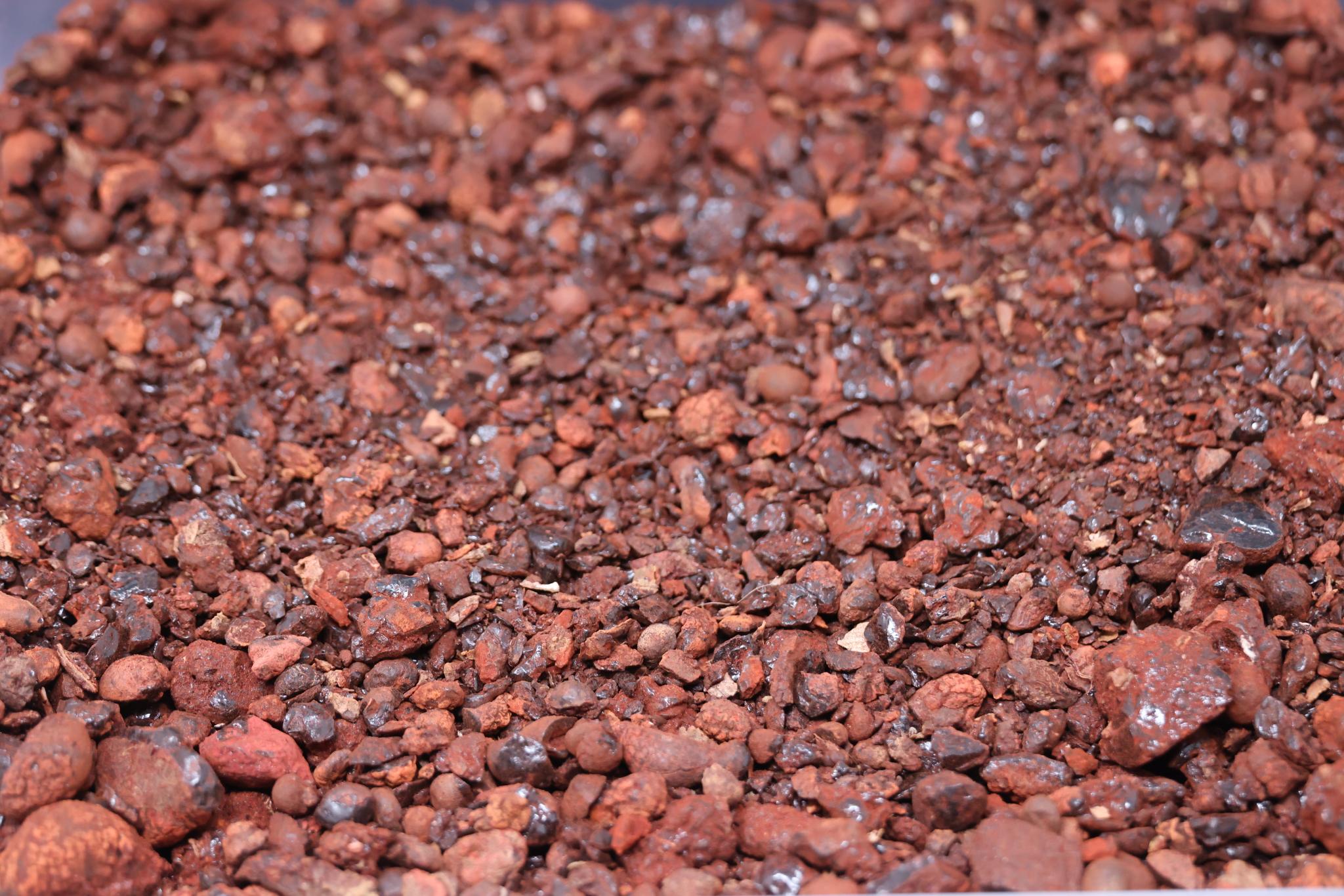 Dragon Blood from the Island of Socorta