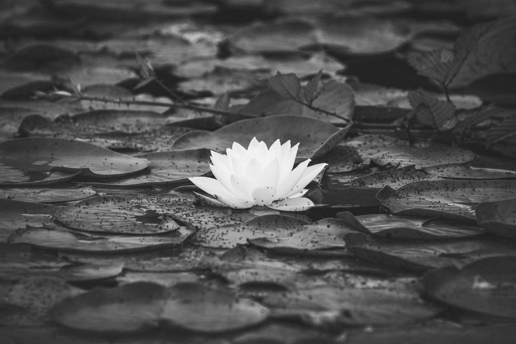The lotus, meaning, symbolism, and scent
