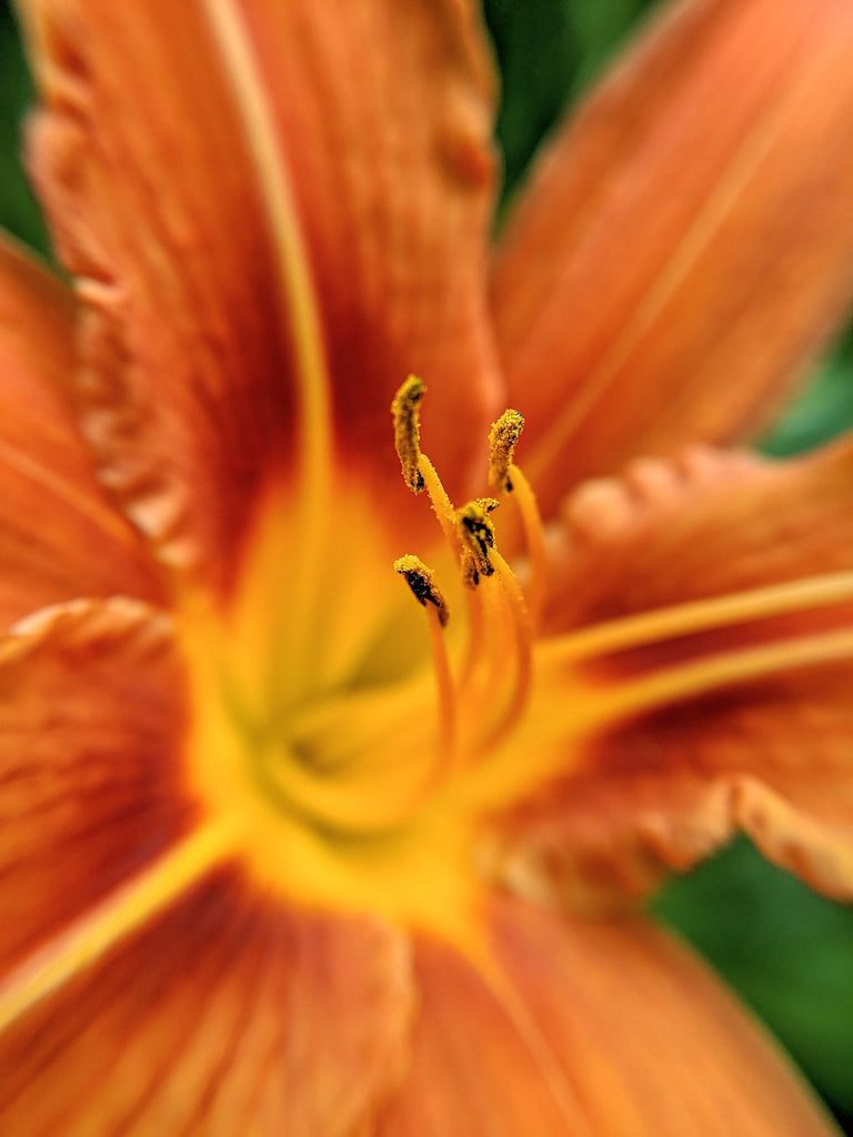 Investigating the Mystifying Fragrances of Rare Scents