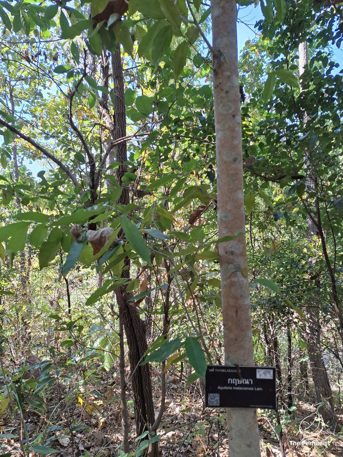 How is Oud Extracted? Aquilaria malaccensis tree with its botanical identification sign.