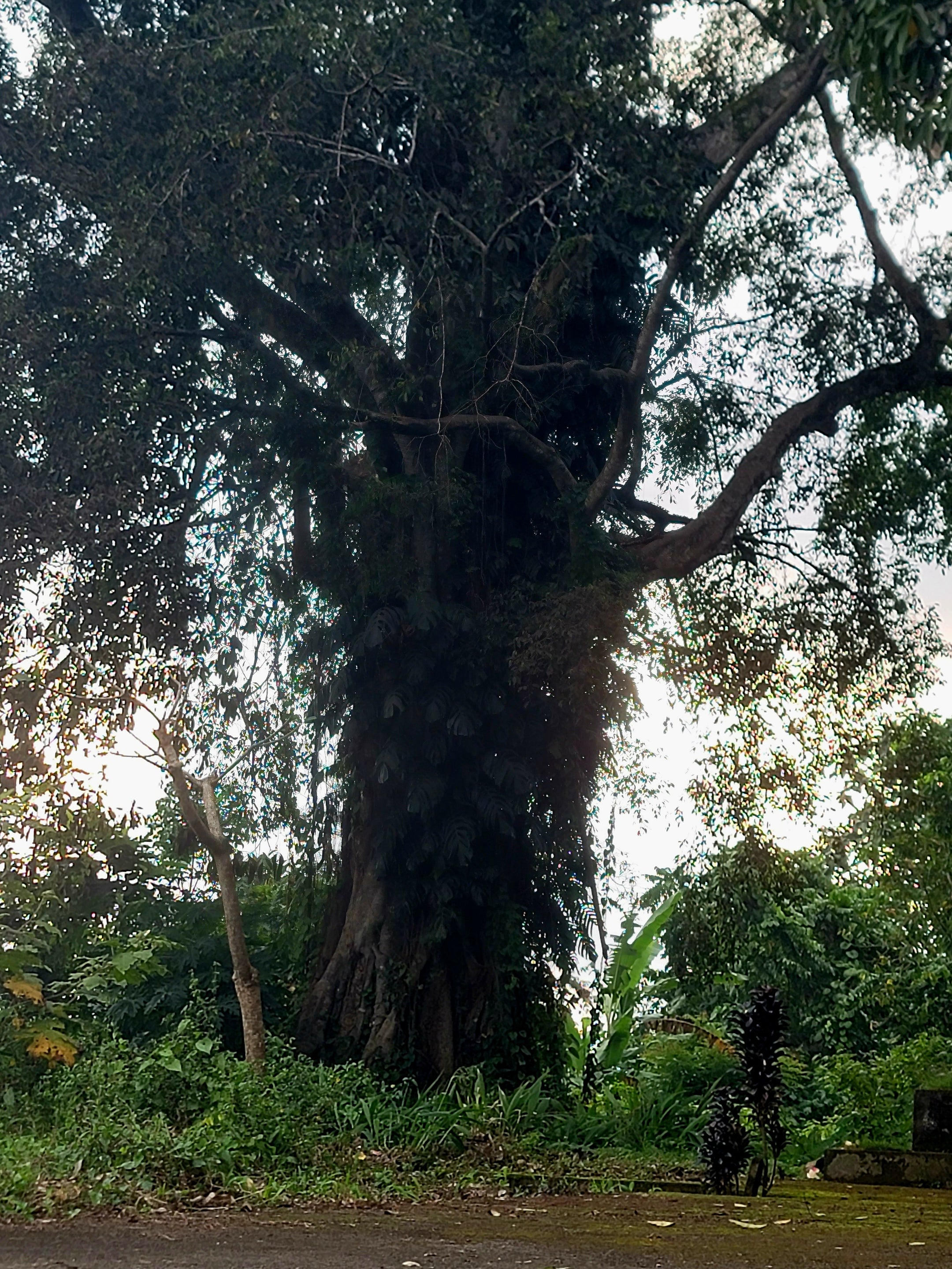 The Mystic - Memory - Spirit / Tree Of Life