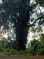 The Mystic - Memory - Spirit / Tree Of Life