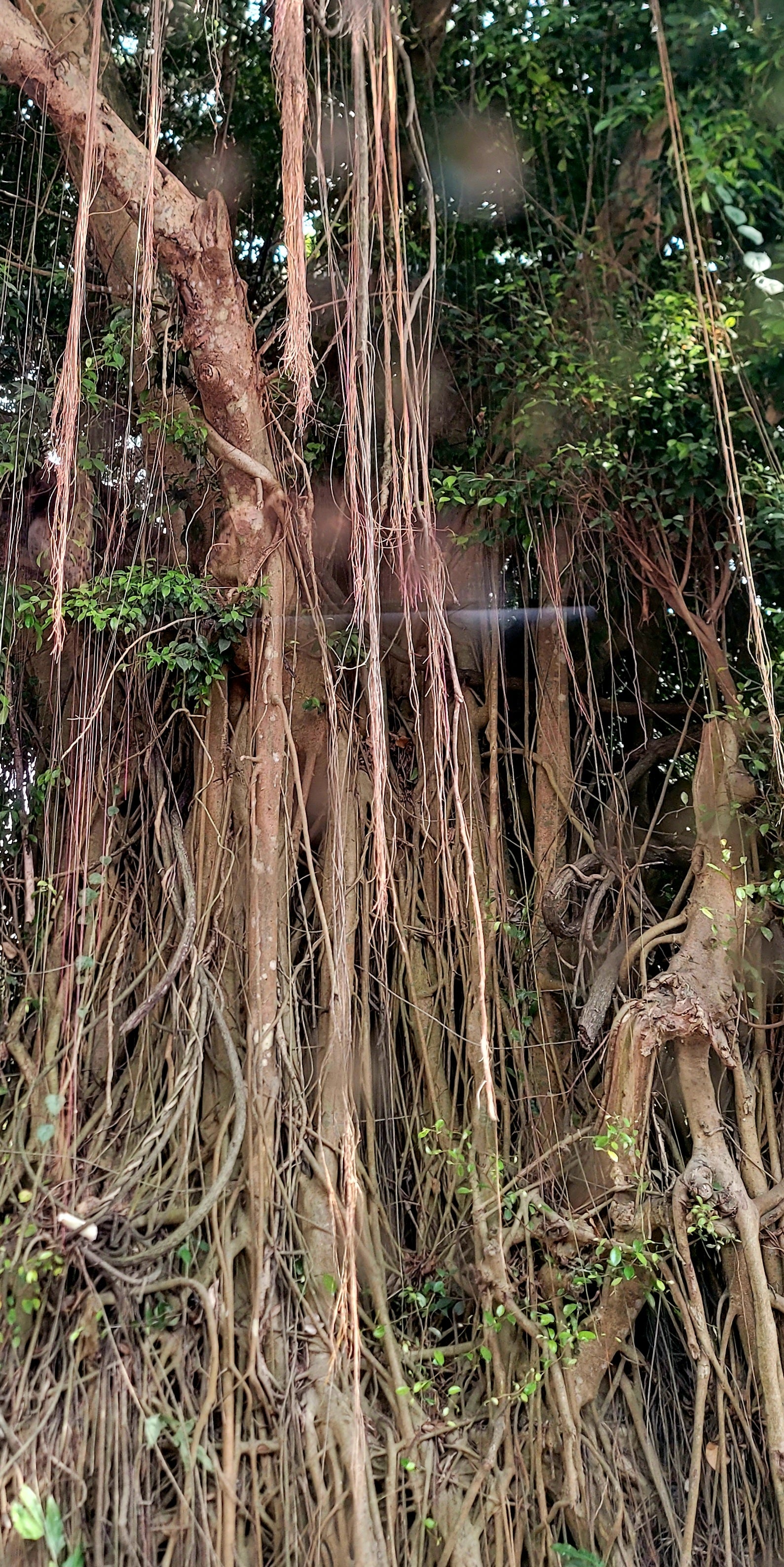 The Immortal - Endurance - Water / Tree Of Life