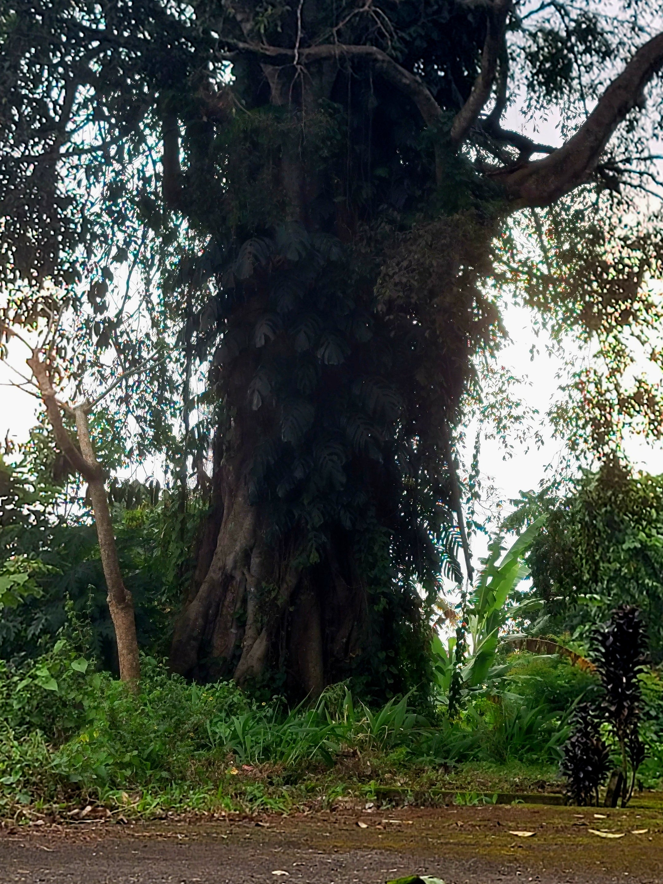 The Mystic - Memory - Spirit / Tree Of Life