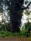 The Mystic - Memory - Spirit / Tree Of Life