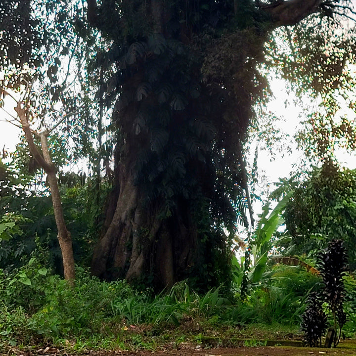 The Mystic - Memory - Spirit / Tree Of Life