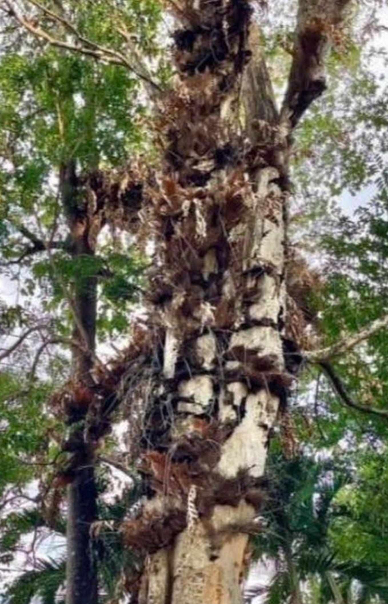 The Guardian - Protection - Earth / Tree Of Life