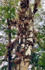 The Guardian - Protection - Earth / Tree Of Life
