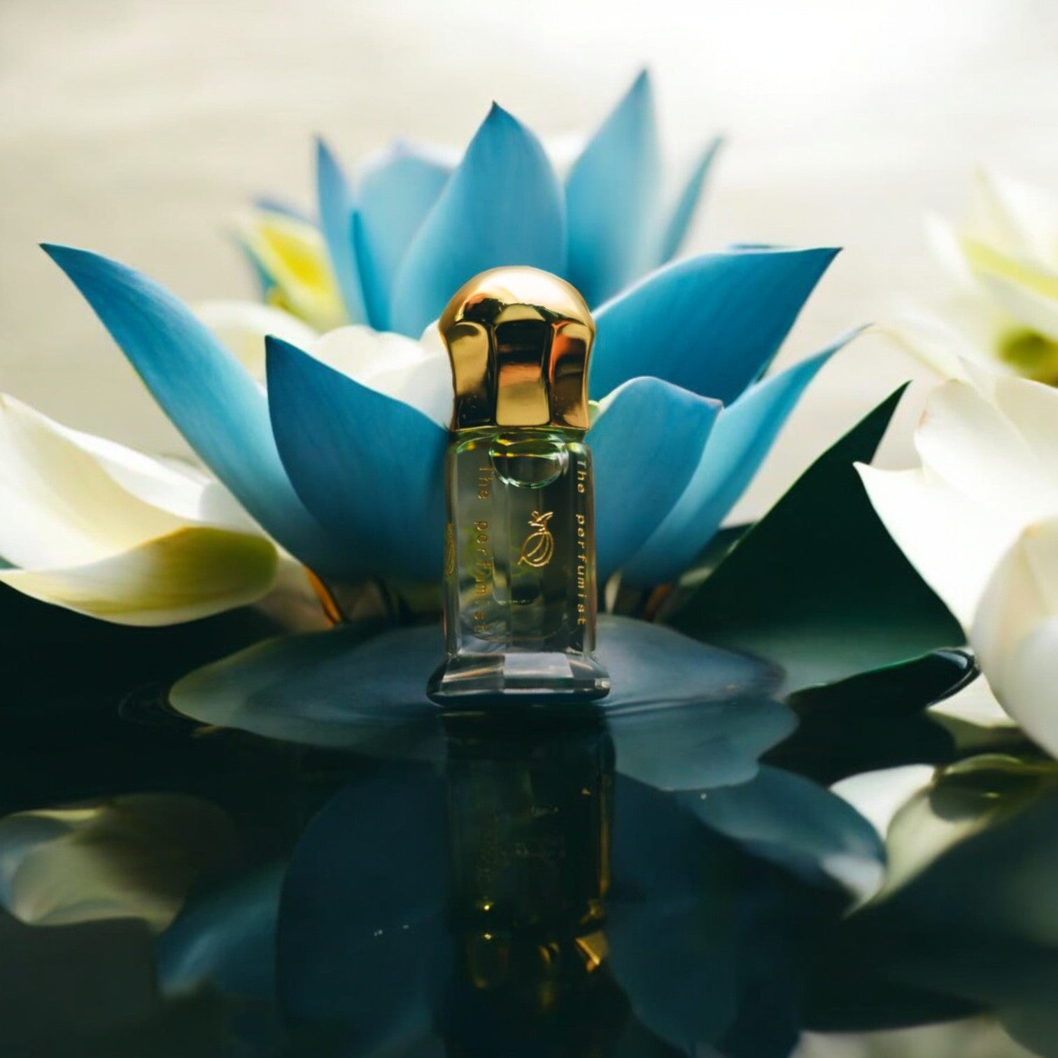 Japanese Blue Lotus Extremely Limited Batch Elegant Display