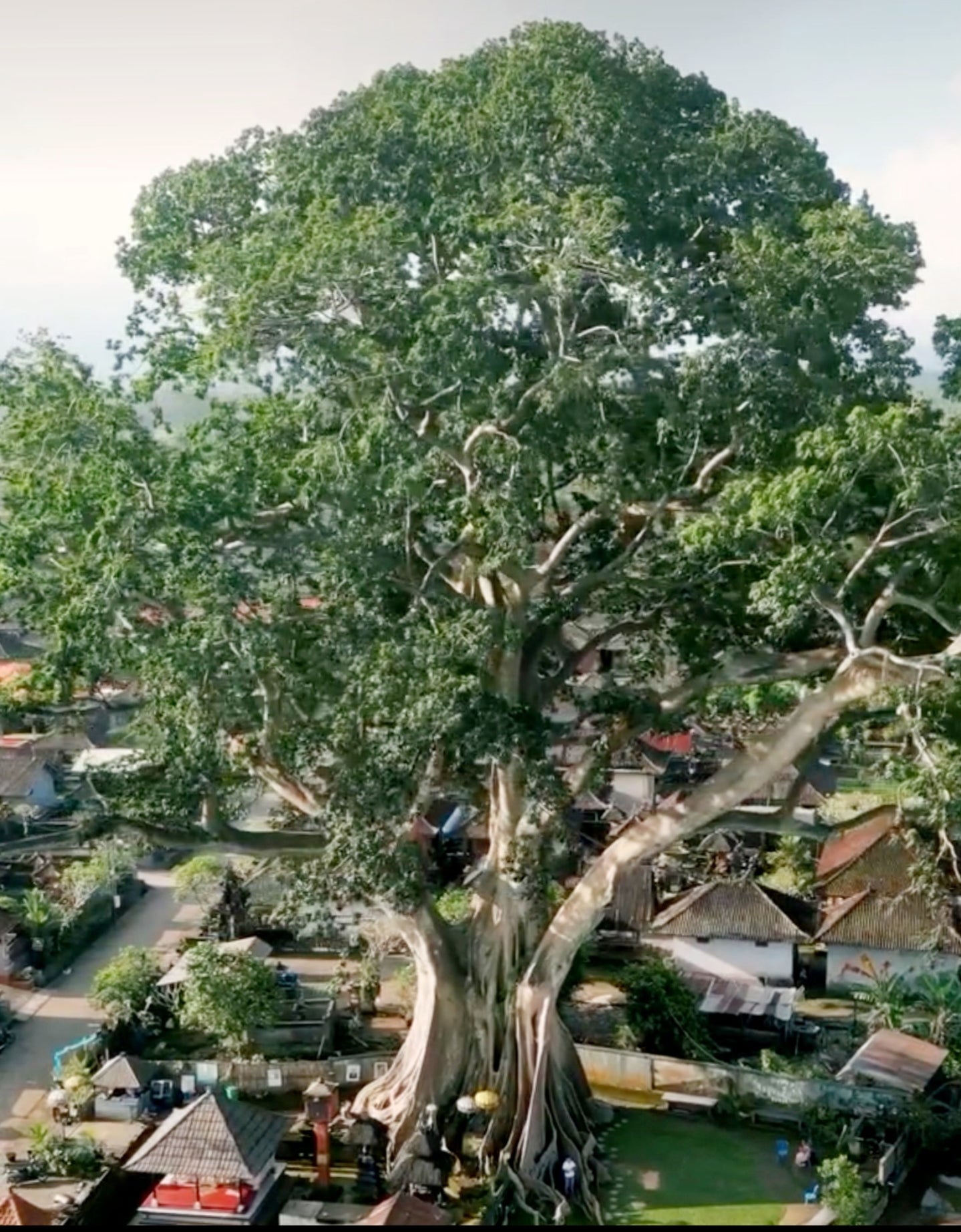The Immortal - Endurance - Water / Tree Of Life