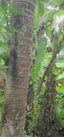 The Guardian - Protection - Earth / Tree Of Life